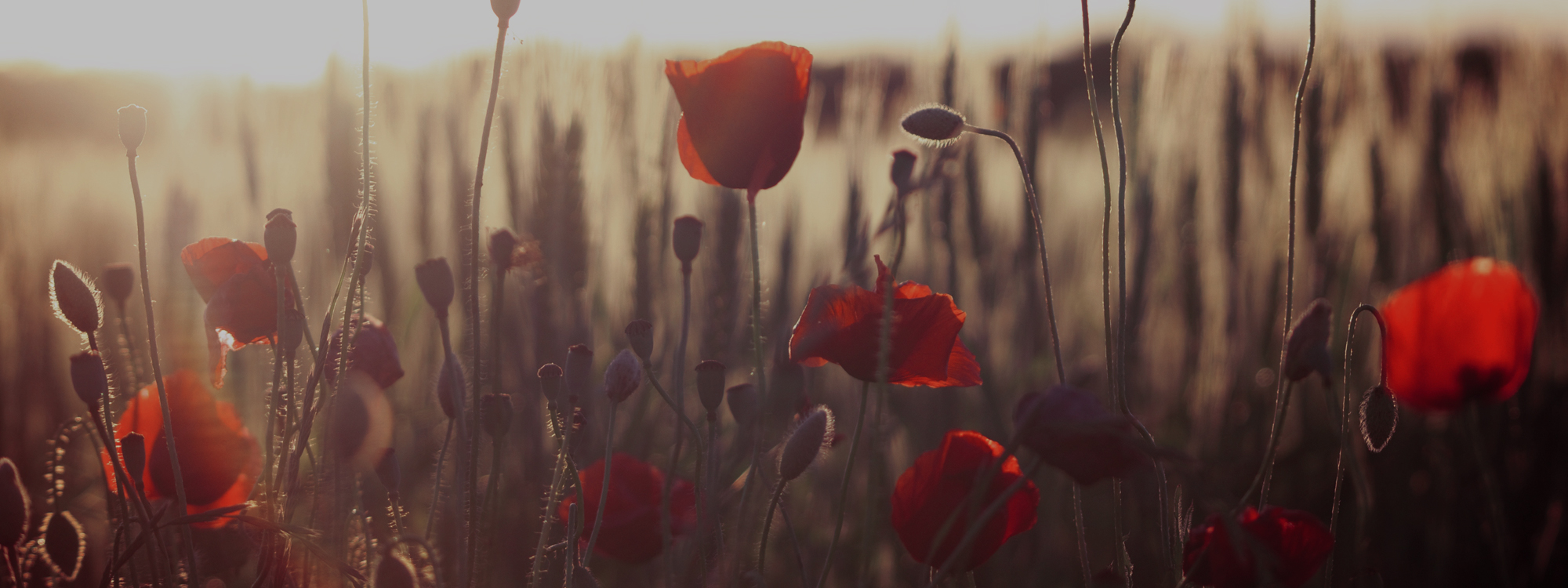 Remembrance Sunday*We will mark Remembrance Sunday on 10th November 2024 starting at 10:55am*View here!